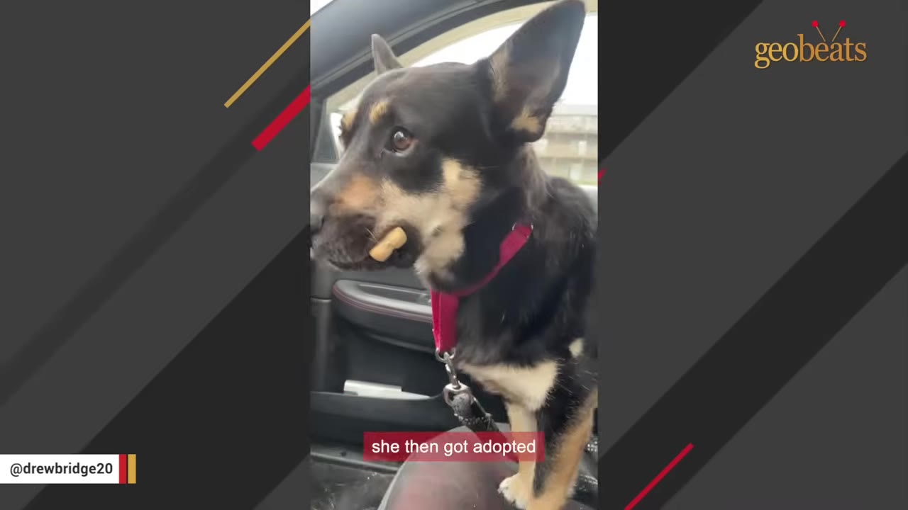 A black and tan dog with large ears and a pink collar sits inside a car, holding a dog treat in its mouth.