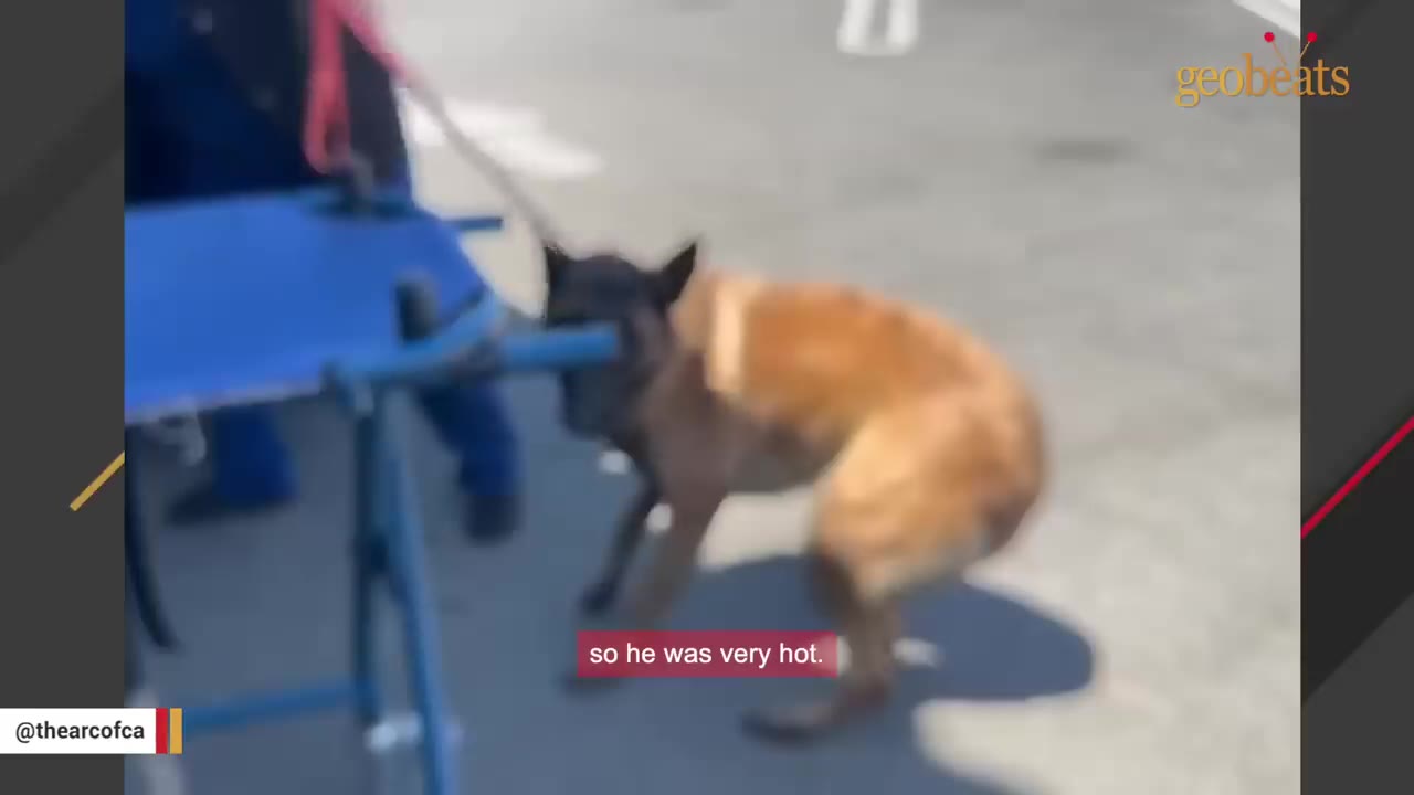 A brown and black dog struggles to stand on the hot pavement, crouching awkwardly next to a blue stretcher.