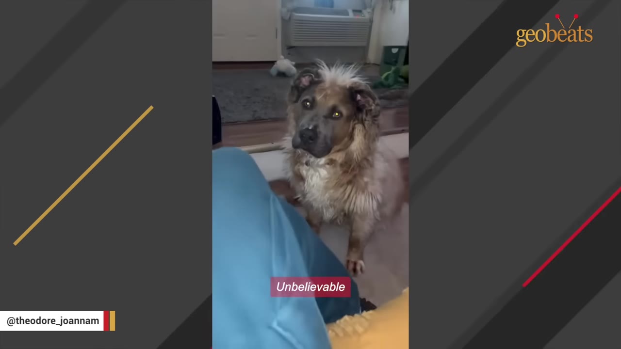 A fluffy brown dog with a unique spiky tuft of hair on its head sits on the floor, looking up with wide, sad eyes.