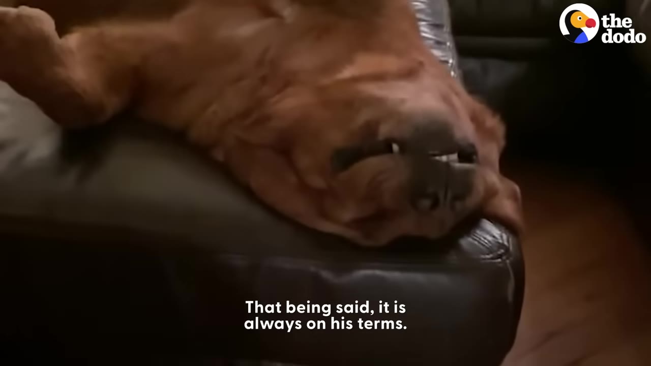 A large brown dog lies upside down on a dark leather couch, with its head hanging off the edge and teeth slightly showing.