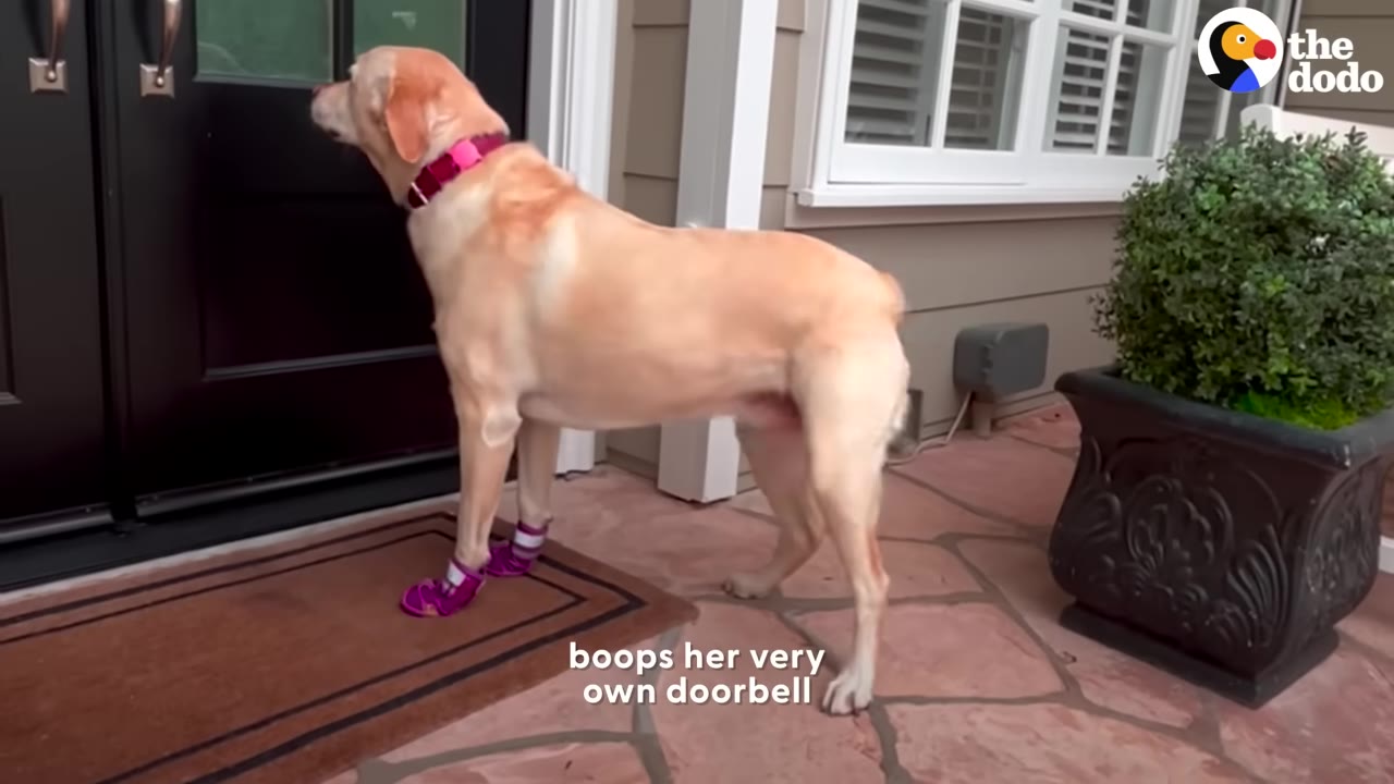 A yellow Labrador Retriever wearing pink booties and a pink collar stands on a doormat, pressing her nose against a dark front door.