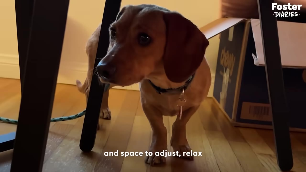 A small brown dachshund standing cautiously under a wooden table on a hardwood floor.