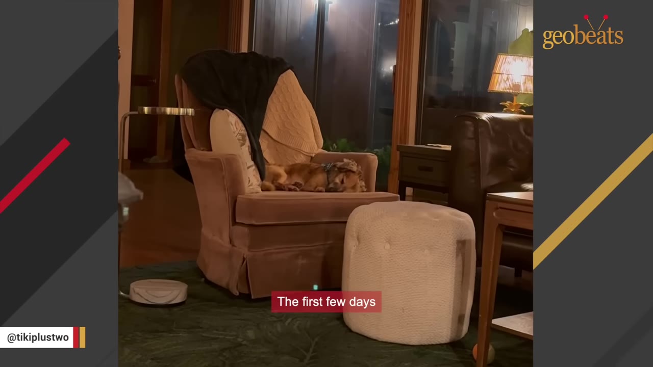 A small brown dog curled up and sleeping in a large armchair in a dimly lit living room.