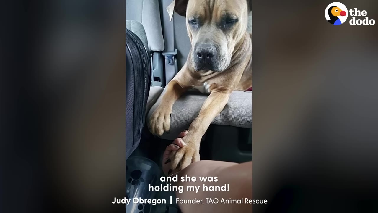 A tan dog sitting on a car seat holds its paw in a person's hand.