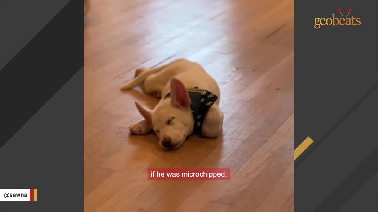A small white puppy wearing a dark bandana lies sleeping on a wooden floor.