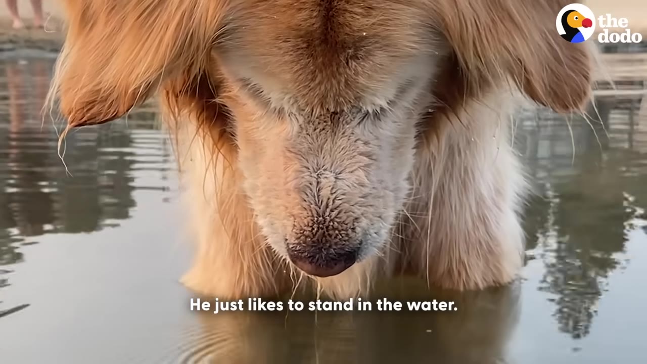 A close-up shot of a golden retriever standing in shallow water, looking down at the surface.