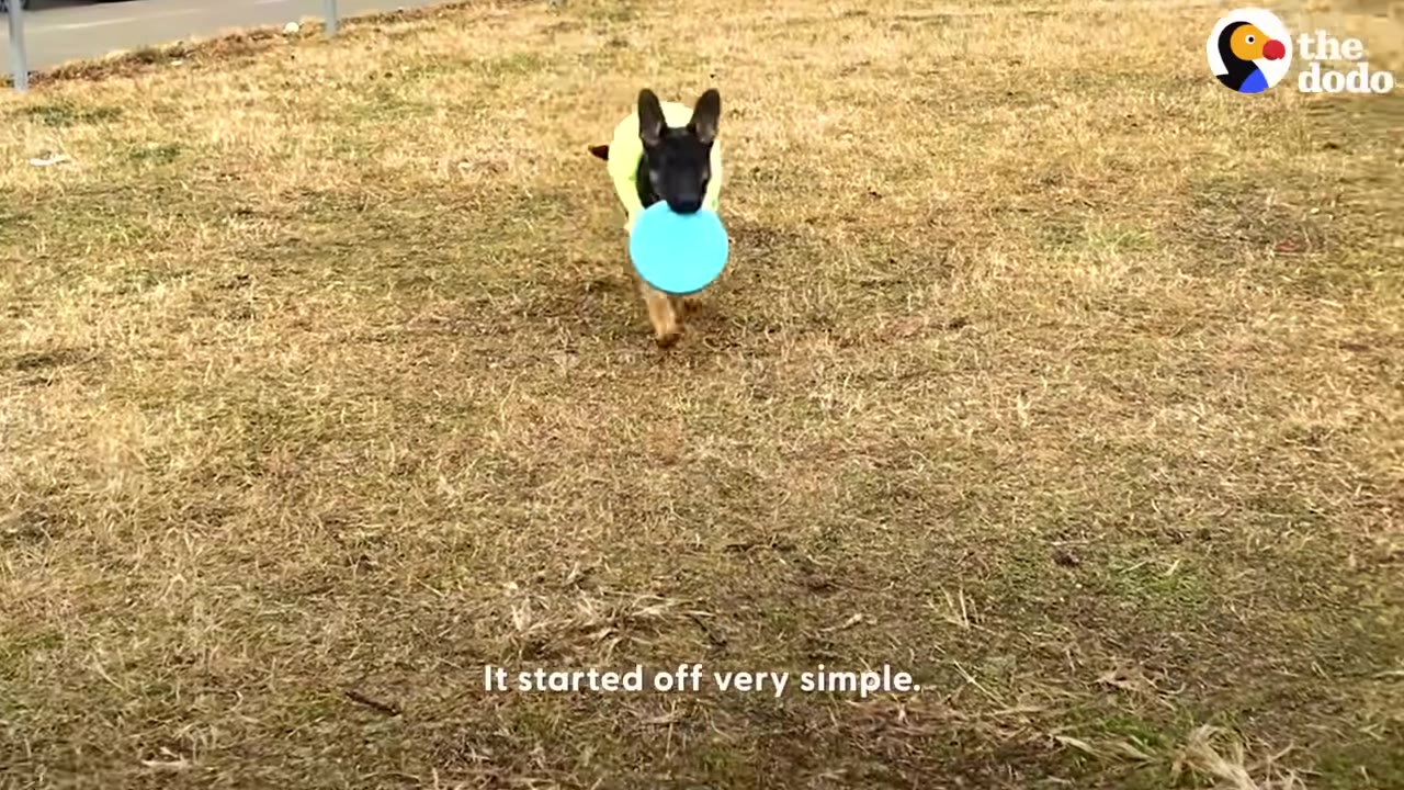 A German Shepherd puppy wearing a yellow vest runs across a grassy field carrying a blue disc in its mouth.
