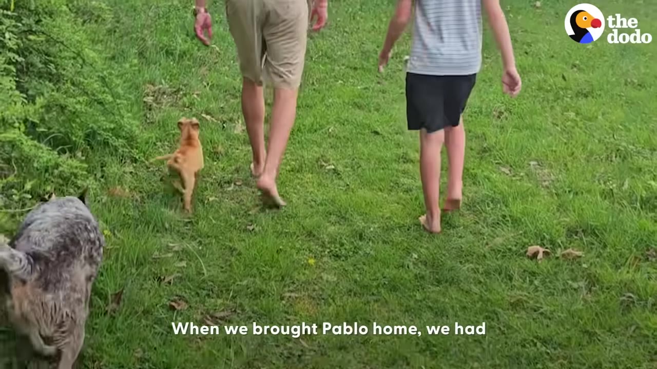 A view from behind of a man and a child walking barefoot on a grassy path, accompanied by a small tan puppy and a grey speckled dog.