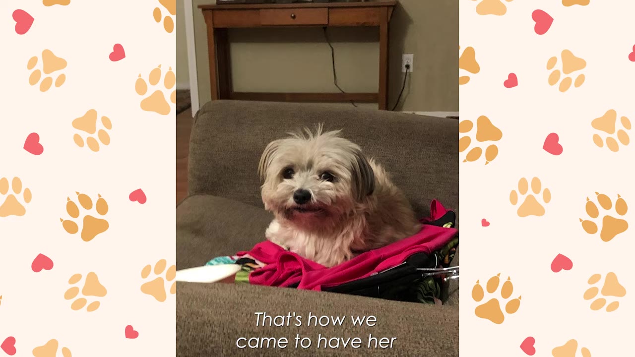 A small, fluffy light-colored dog sits calmly on a pink blanket on a brown armchair.