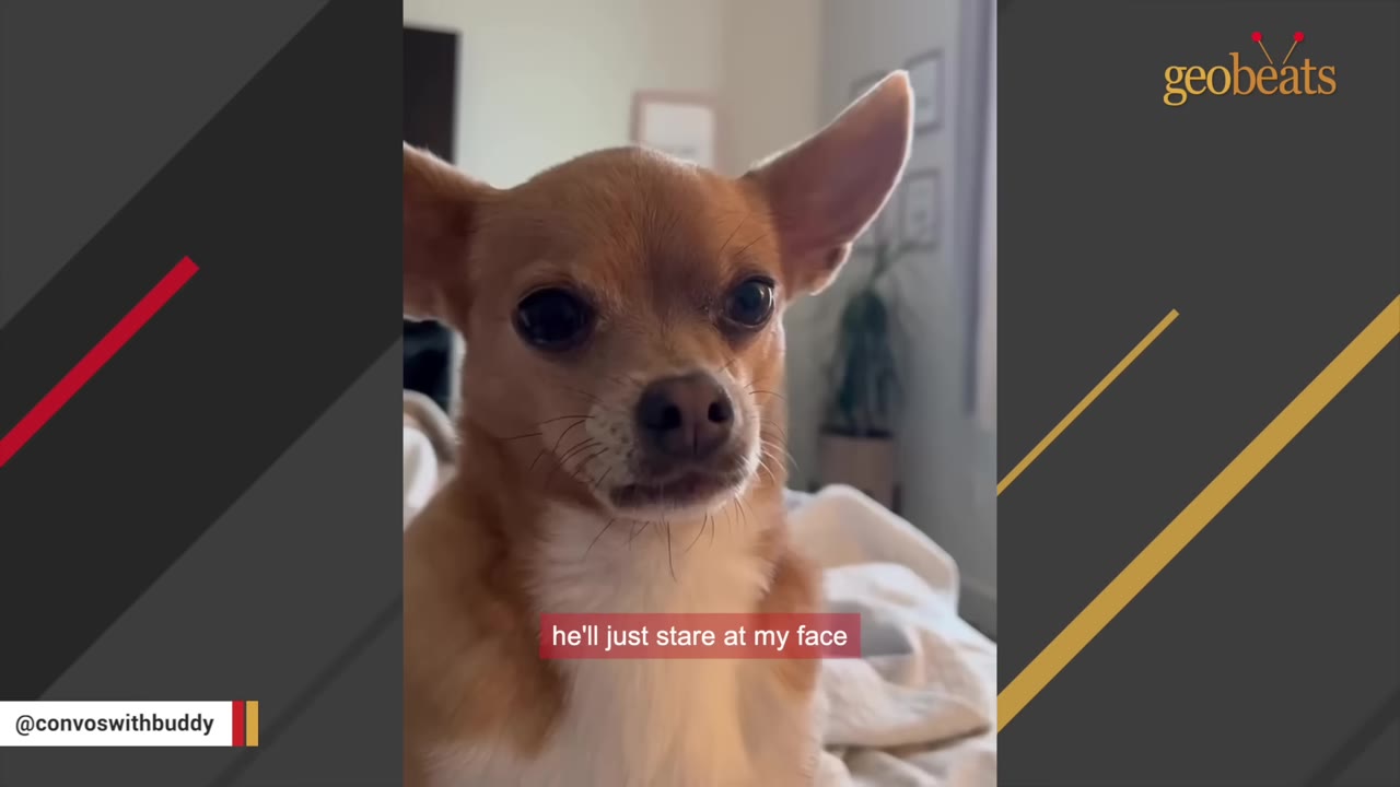 A close-up of a brown and white chihuahua looking directly forward with large dark eyes.