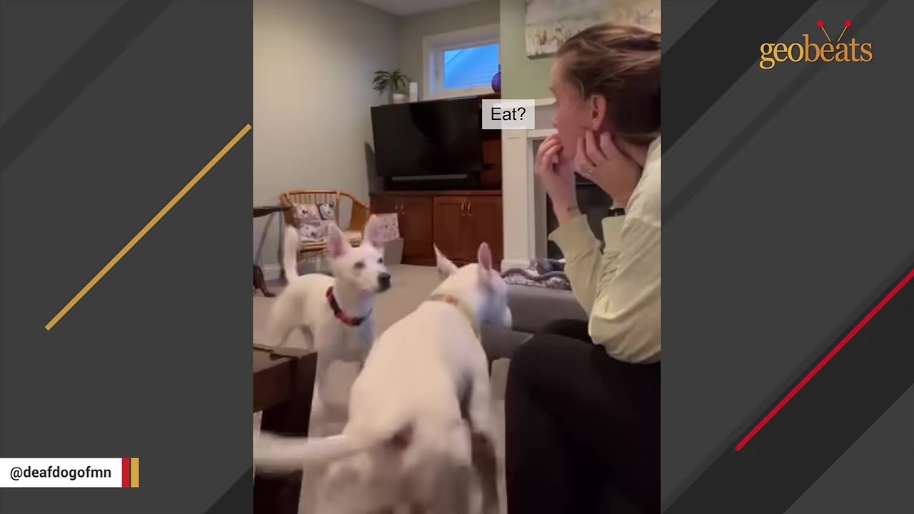 A woman sits in a living room communicating with sign language to a white dog standing in front of her, while a second white dog watches them closely.