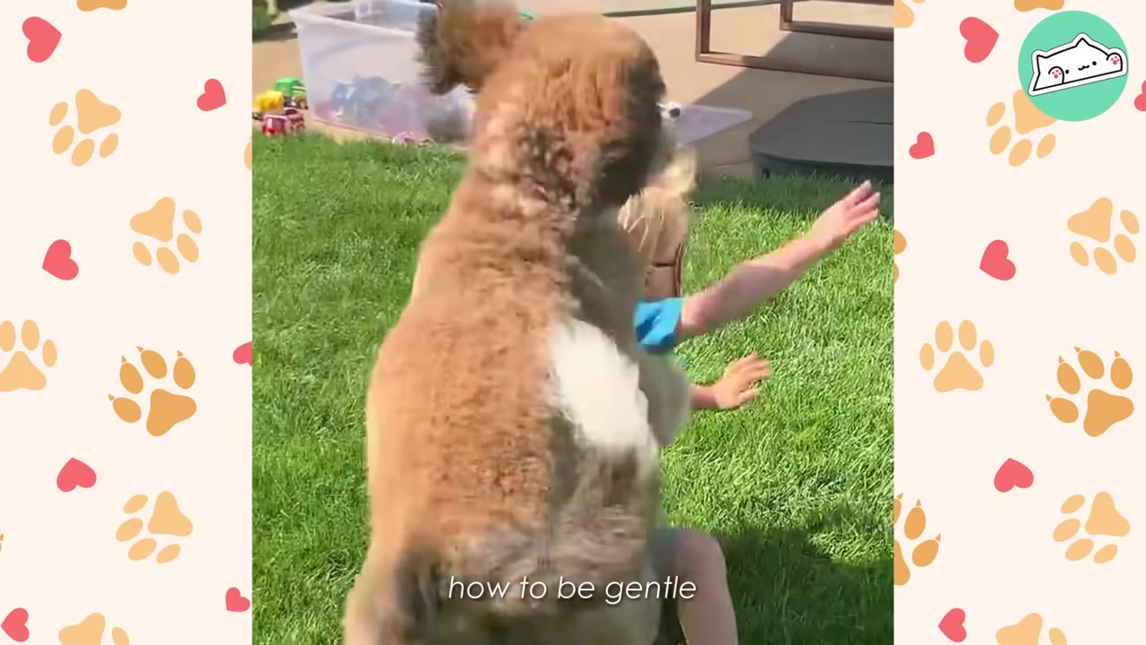 A fluffy brown and white dog jumps up playfully toward a young boy sitting on a grassy lawn.