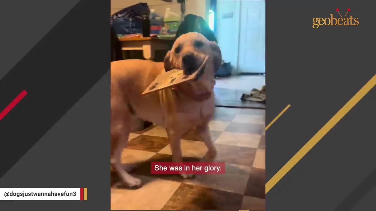 A happy golden retriever standing on a checkered floor, proudly holding a piece of cardboard in her mouth with a joyful expression.