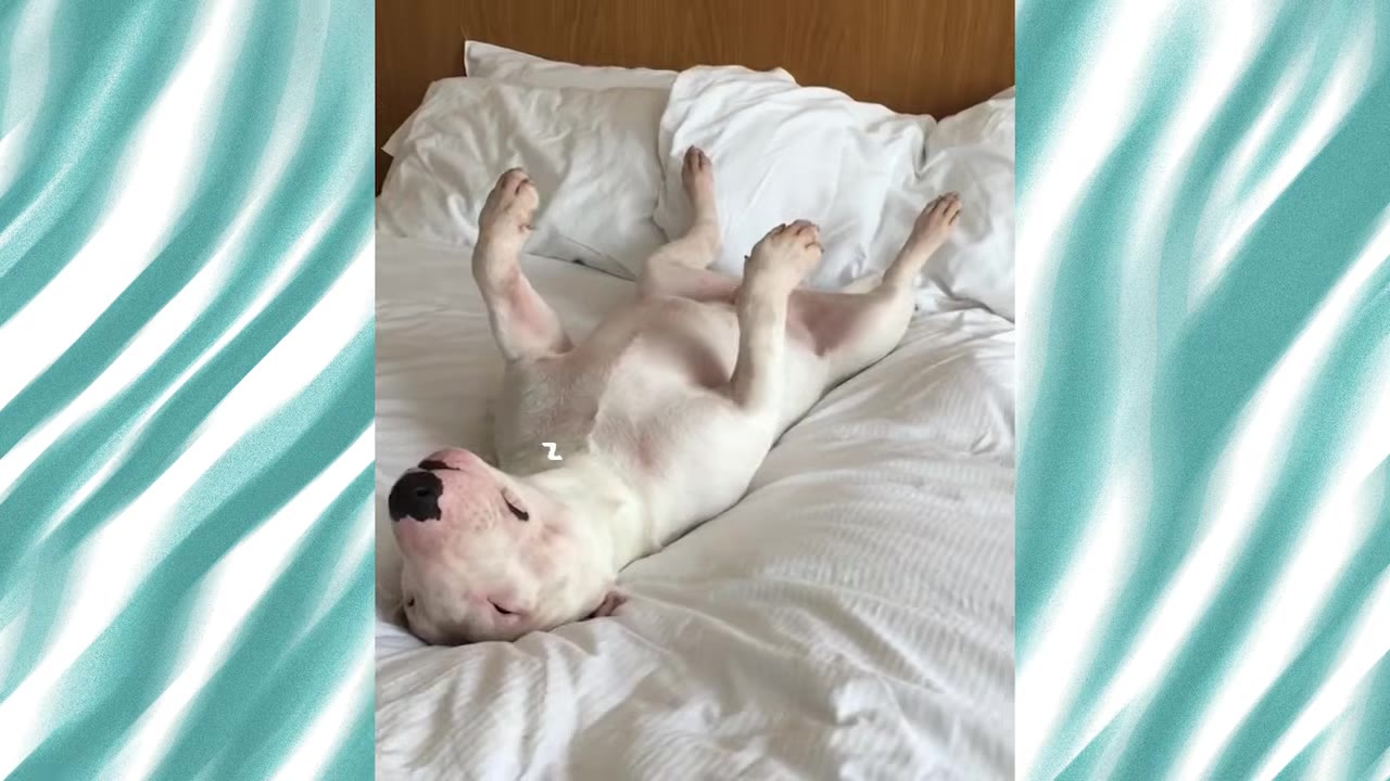 A white bull terrier sleeping upside down on its back on a white bed, looking goofy and relaxed.