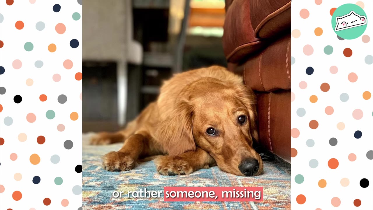 A golden retriever puppy lies on a patterned rug next to a brown leather couch, looking up with a sad, longing expression.