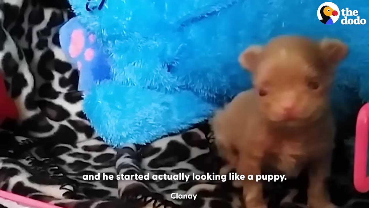 A tiny brown puppy sitting on a black and white patterned blanket next to a blue plush toy.