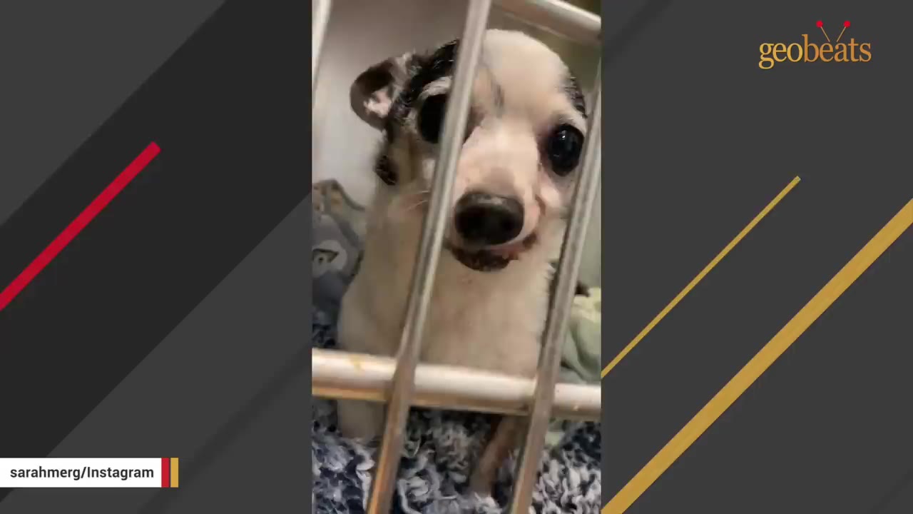 A small white and black chihuahua looking through the metal bars of a shelter cage.