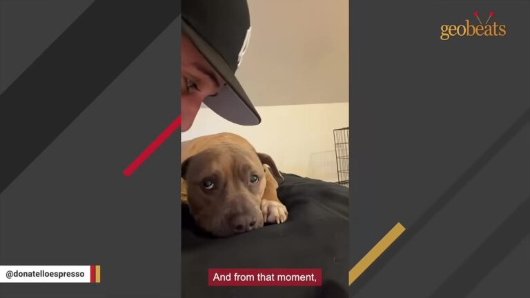 Texas Pit Bull Waits Behind Shelter Bars As Time Runs Out, Then Something Happens At The Last Possible Moment