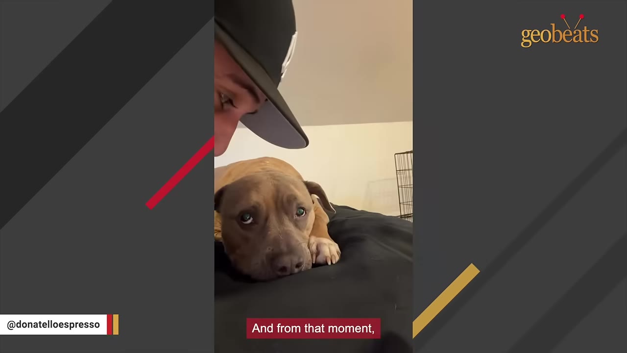 A man wearing a baseball cap looks down affectionately at a brown and white pit bull dog lying on a bed, who looks up with wide, expressive eyes.