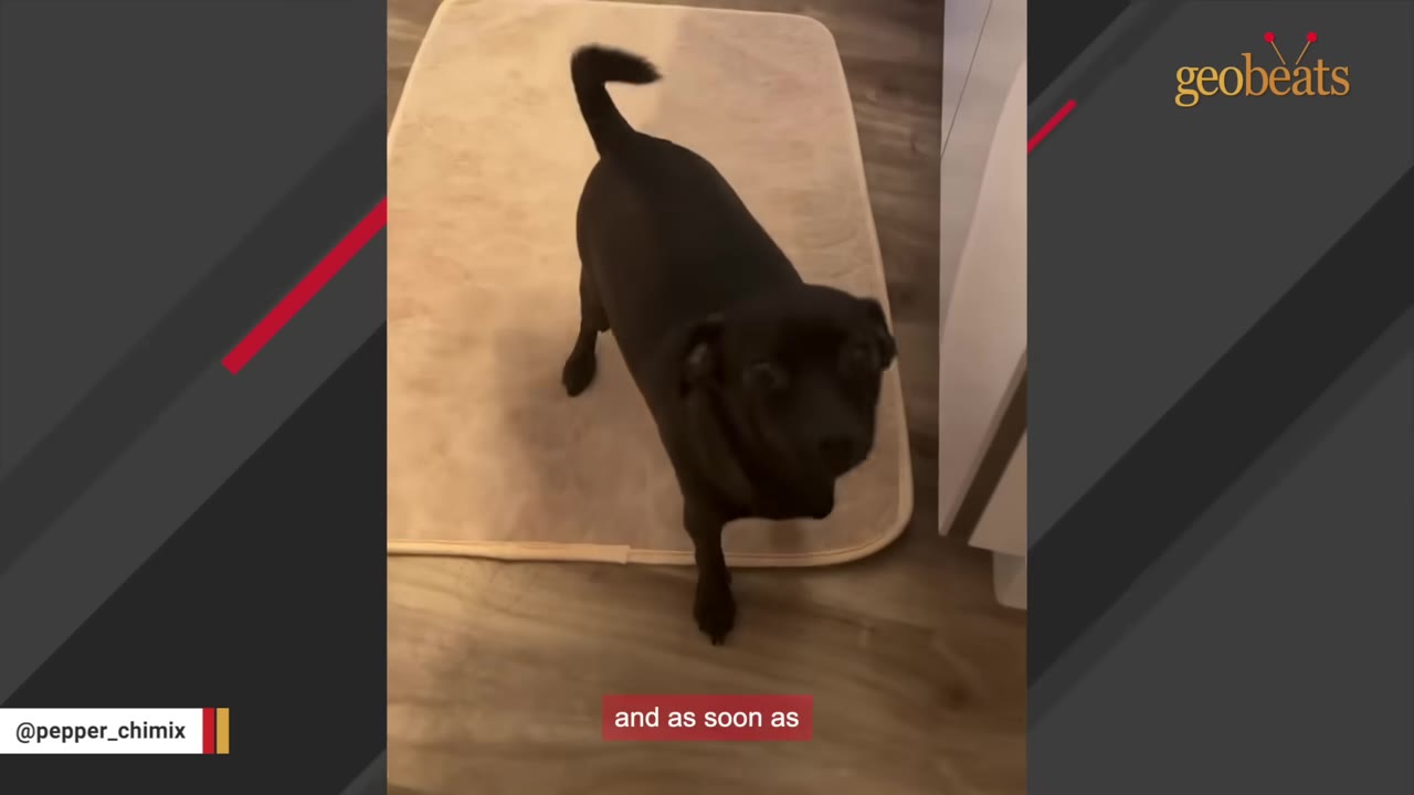 A small black dog stands on a light-colored mat on a wooden floor, looking up with an alert expression.