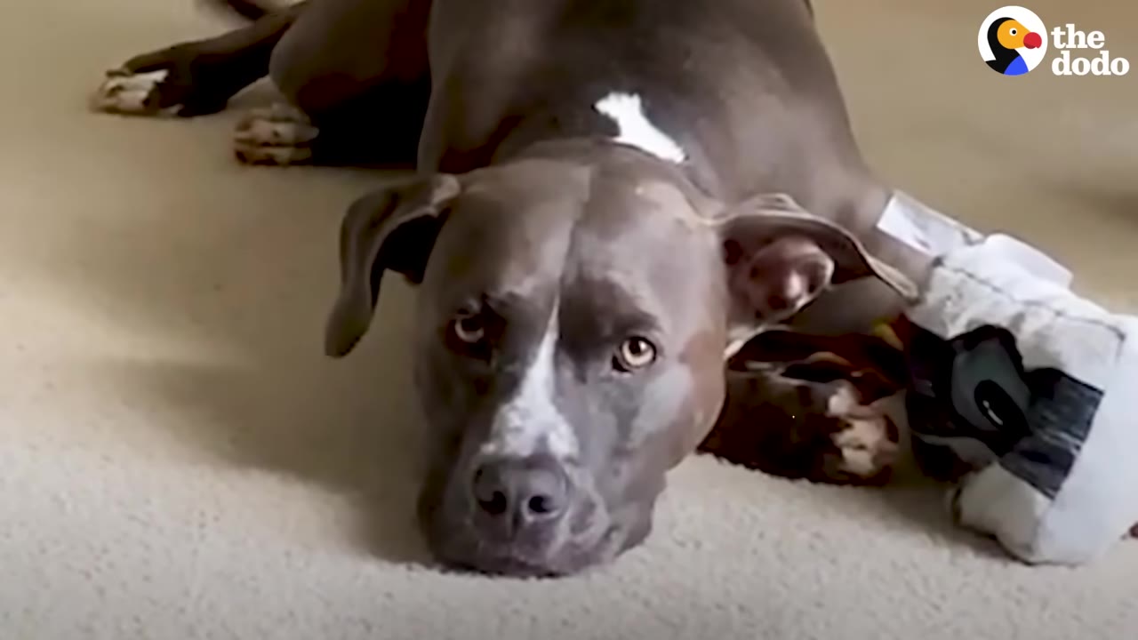 A gray and white dog lying on a carpeted floor, looking directly into the camera with an intense, steady gaze.