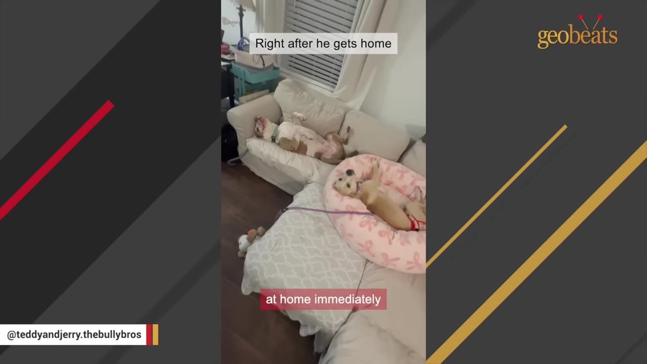 A tan and white dog lies on its back on a white sofa, while another dog lies on its back in a pink dog bed nearby.