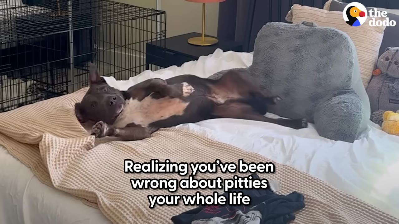 A dark-colored pit bull lies comfortably on its back on a white bed with its paws up, looking relaxed.