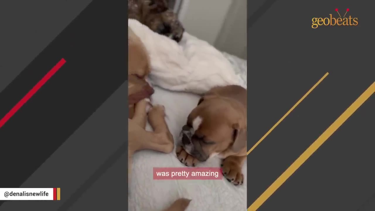 A small brown and white puppy relaxes comfortably on a white bed next to another dog.