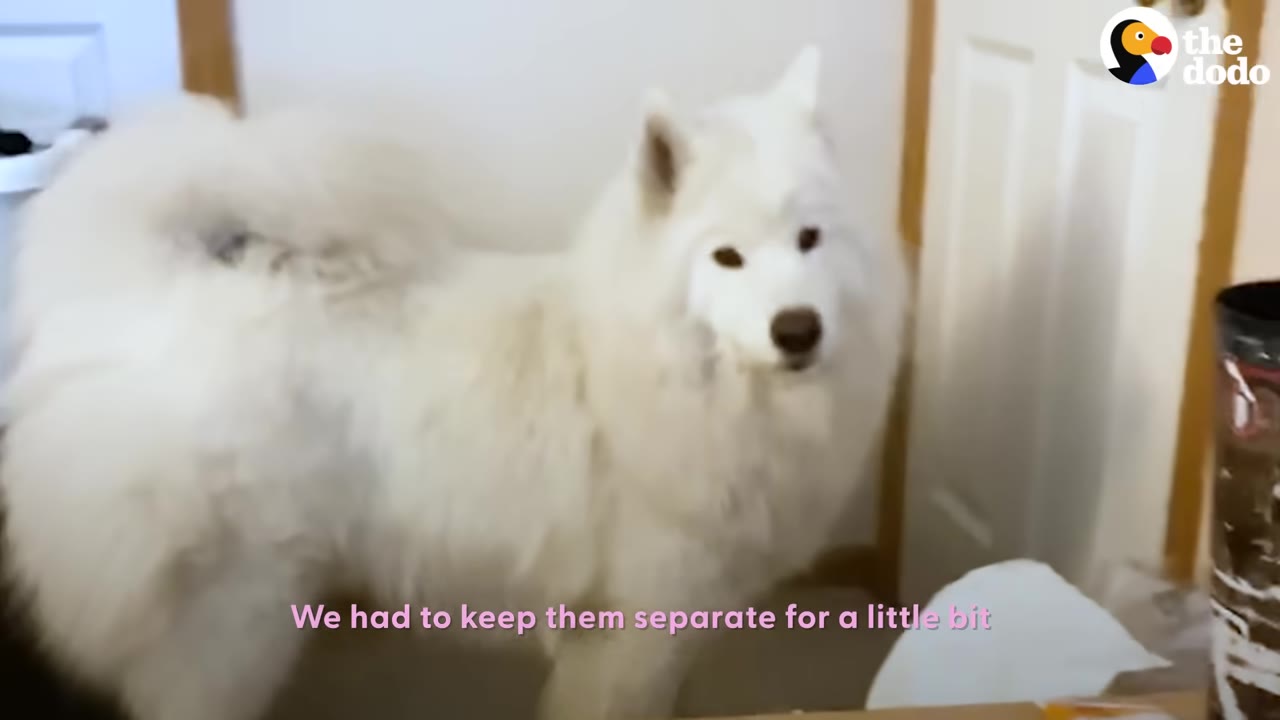 A fluffy white Samoyed dog standing in a room, looking alertly towards the camera.