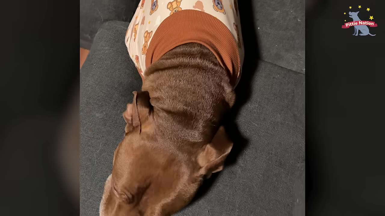 An overhead view of a brown dog wearing a patterned shirt, lying on a dark grey cushion with its legs tucked underneath its body in a loaf position.