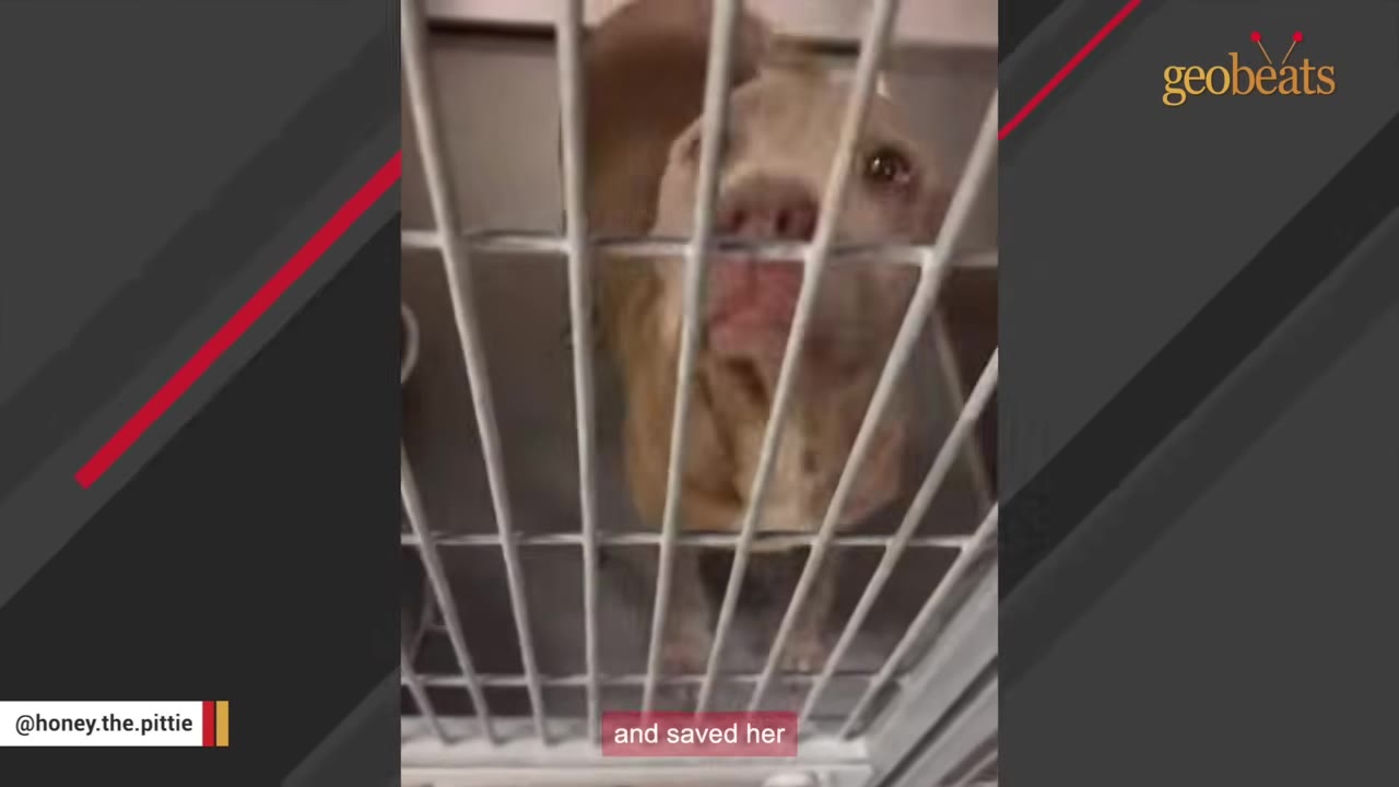 A light brown pit bull looking out from behind the metal bars of a shelter cage.