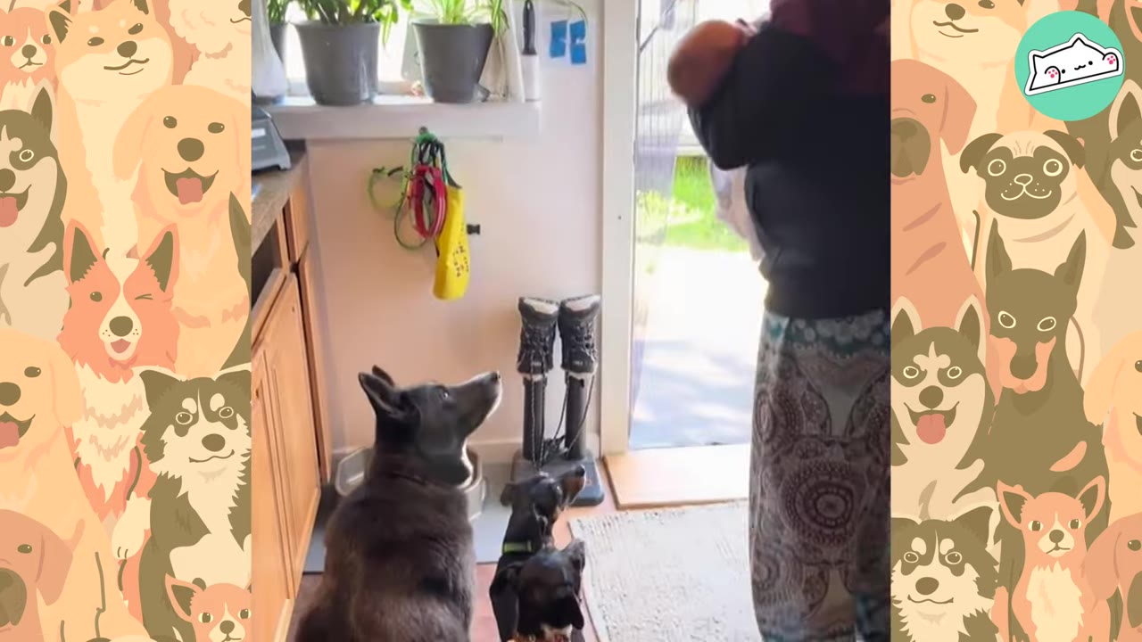 A large black dog and a smaller black dog sit on the floor, looking up attentively at a person standing near an open doorway.