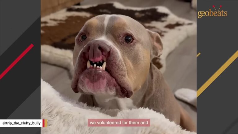 Tiny Tennessee Puppy Is Brought To A Vet To Be Euthanized, But The Veterinarian Does Something Unexpected