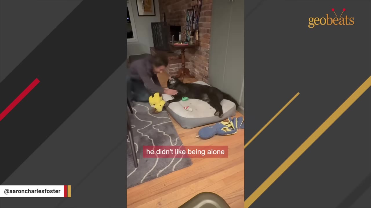 A man kneels on a rug to pet a black dog lying on a dog bed inside a living room.