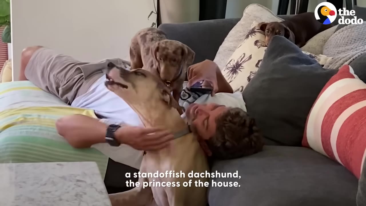A man lies on a couch petting a tan dog while a dapple dachshund stands on his chest and another dachshund rests on a pillow in the background.