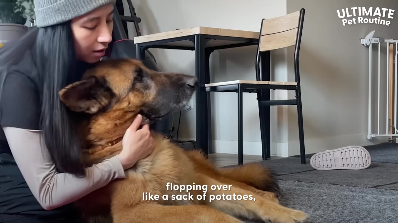 A German Shepherd lies on a gray carpeted floor while a woman wearing a grey beanie gently holds and pets his neck.