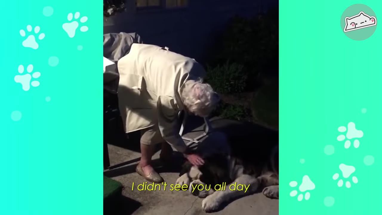 An elderly woman in a light jacket bends down to pet a large Saint Bernard dog lying on the ground at night.