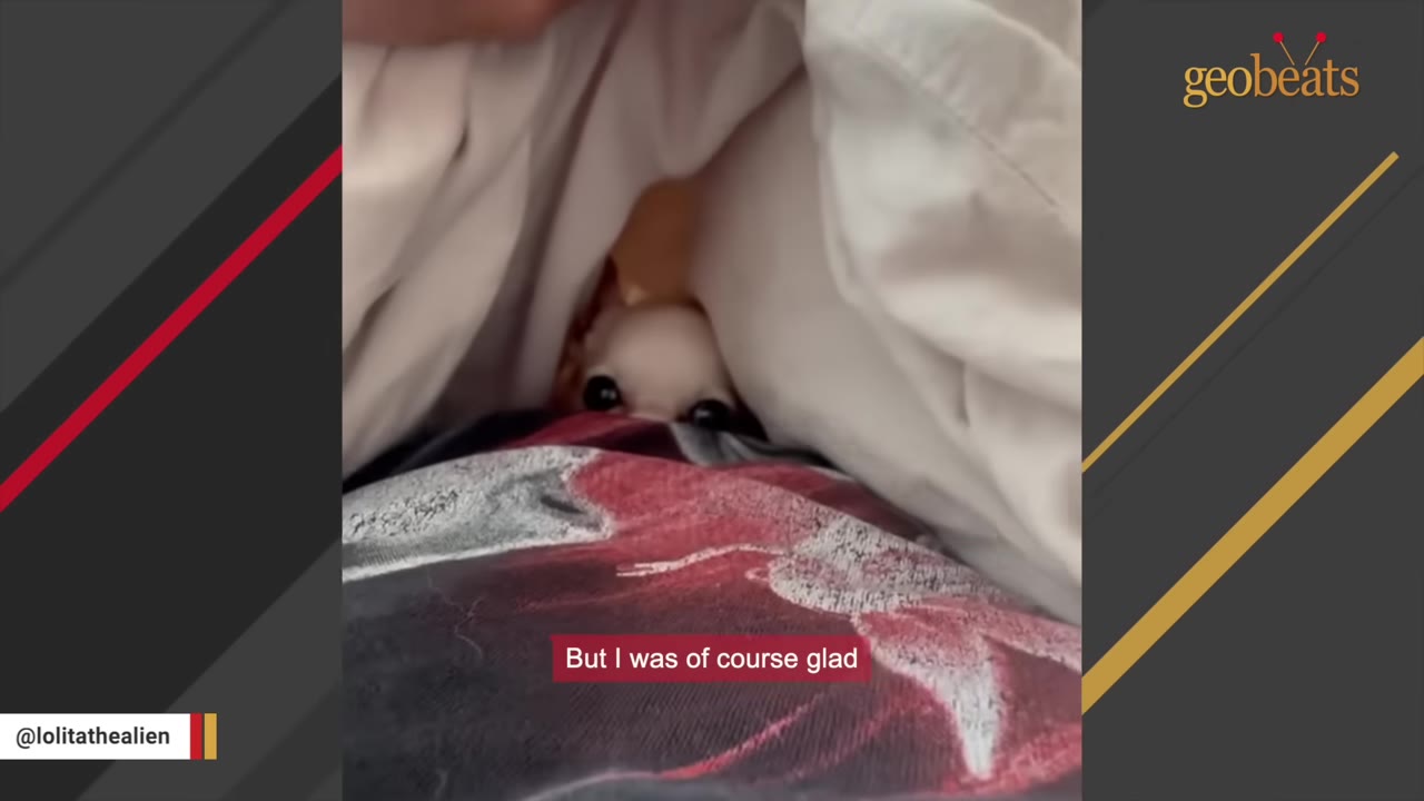 A small chihuahua peeks out from under a white blanket, looking up with wide, dark eyes.