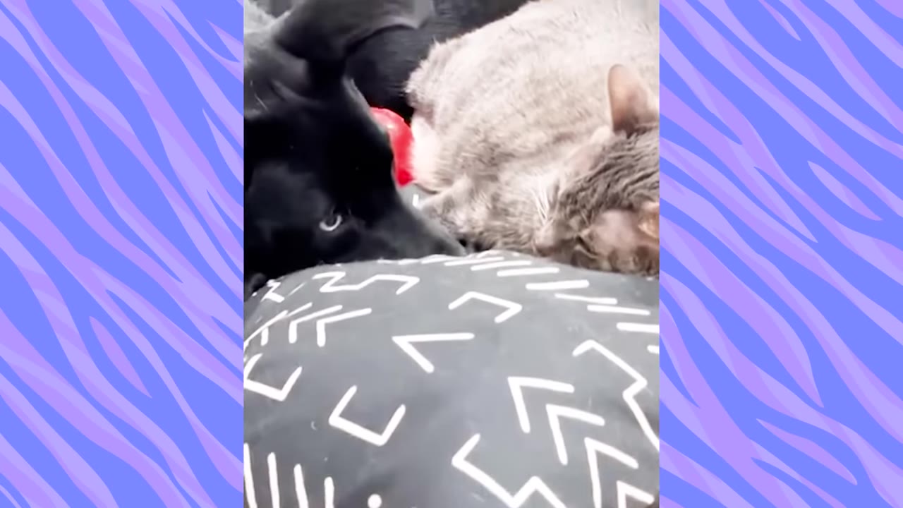 A grey cat and a black puppy lie close together on a patterned pillow, snuggling.