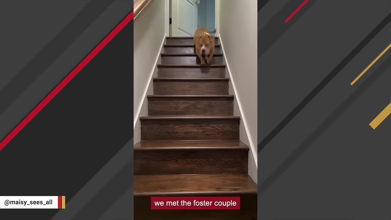A brown and white dog walks down a flight of wooden stairs inside a home, with a subtitle reading 'we met the foster couple'.