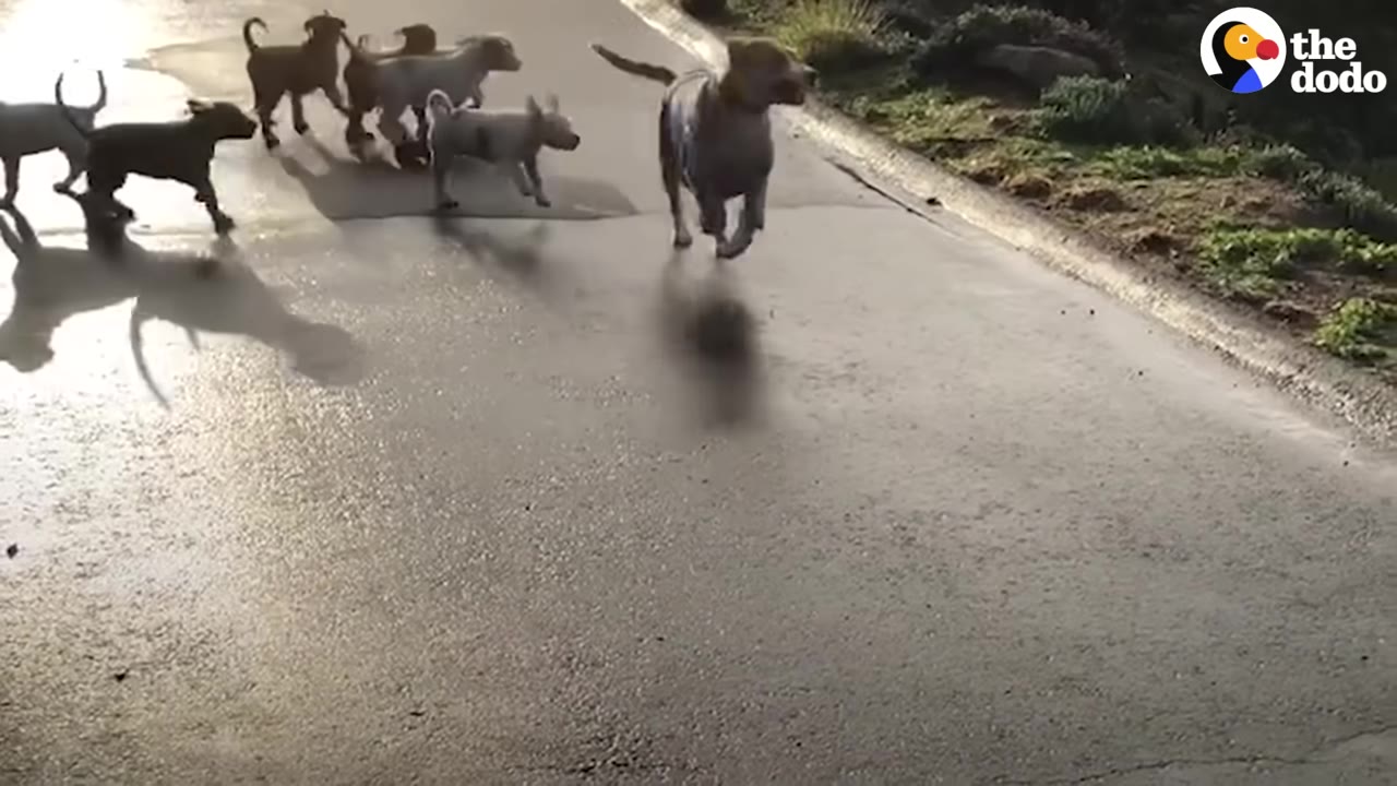 A group of puppies running down a paved driveway with their mother.