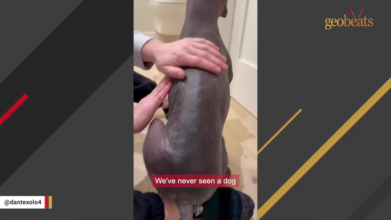 A person's hands gently petting the back of a hairless Xoloitzcuintli dog sitting indoors.