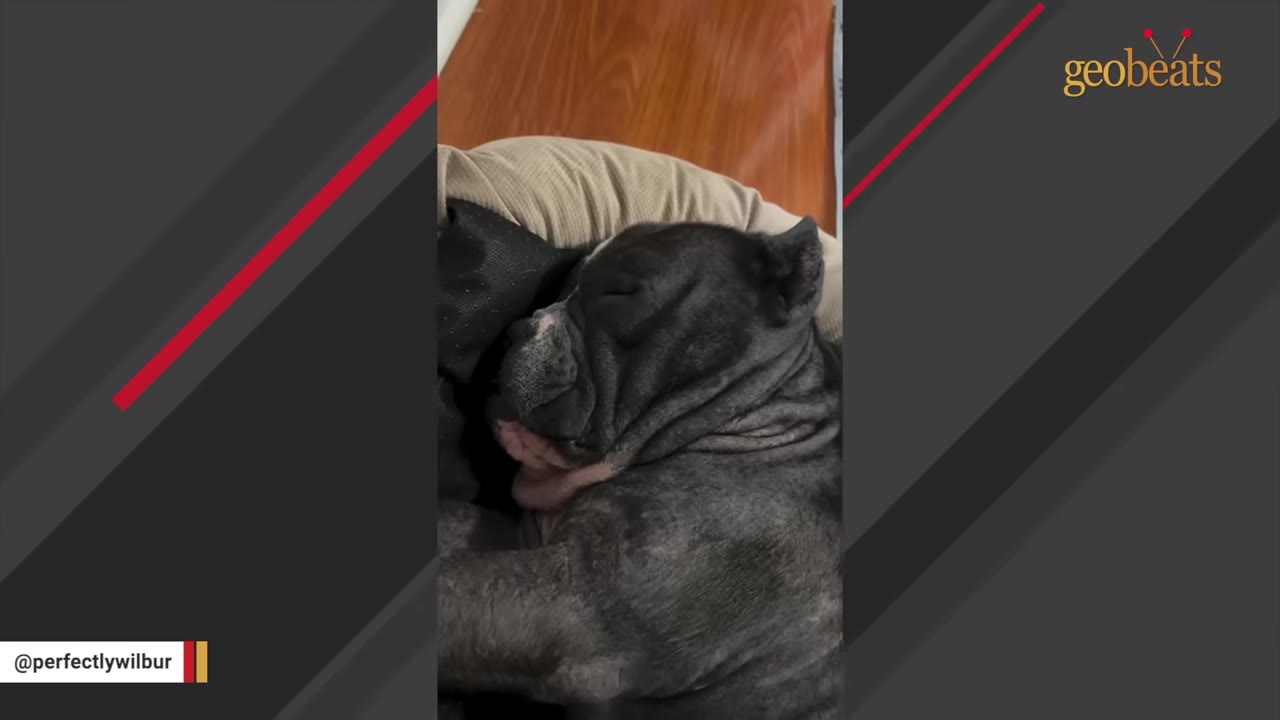 A close-up of a grey, wrinkly dog sleeping soundly in a dog bed.