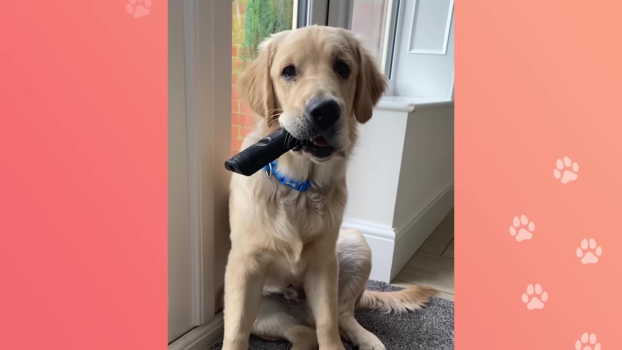 A golden retriever puppy sitting indoors, holding a black electronic device in its mouth.