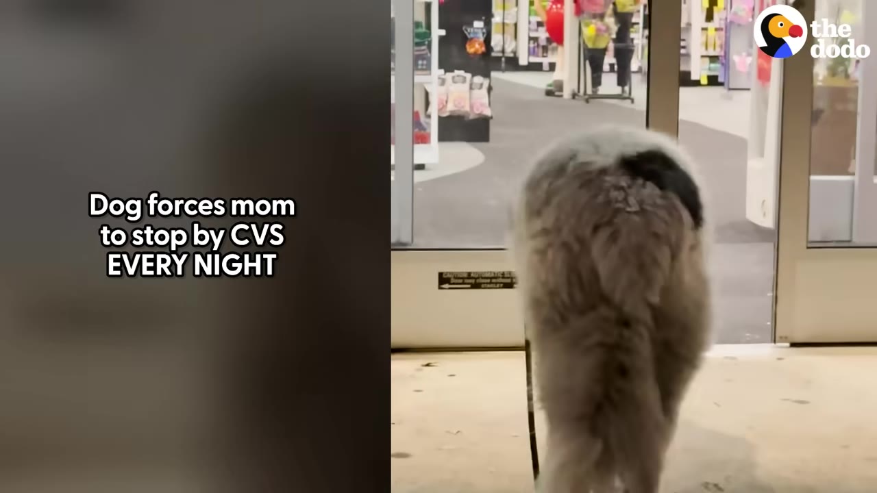 A large, fluffy grey and black dog walks through the automatic sliding doors of a CVS store.