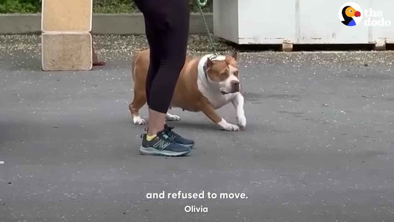 A tan and white pit bull mix on a leash crouches low to the ground, resisting walking forward next to a person's legs.