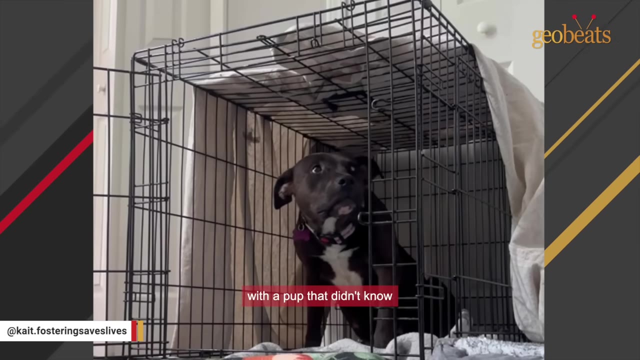 A black and white dog sits inside a wire crate, looking up with wide, fearful eyes.