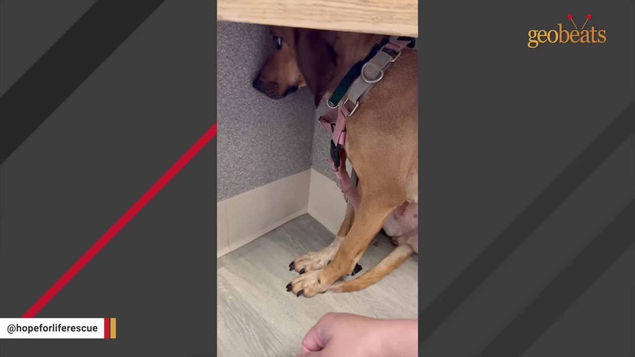 A brown dog wearing a pink harness cowering under a desk, pressed against a wall with a fearful expression.