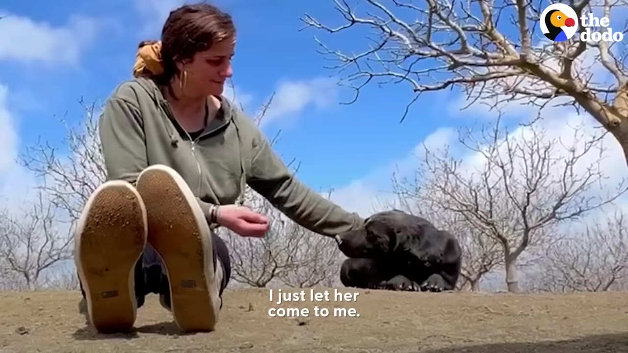 A woman sits on the ground outdoors, gently reaching her hand out toward a black dog lying nearby under a blue sky.