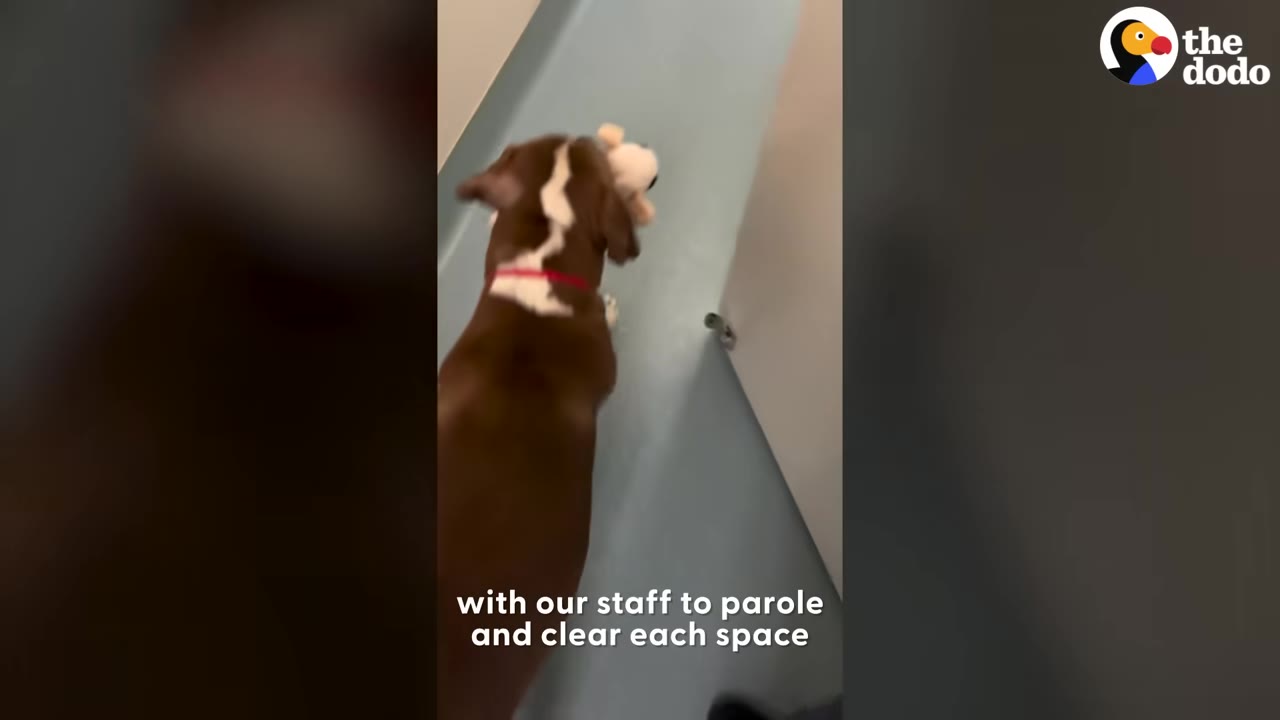 A brown and white dog seen from behind walking down an indoor hallway while carrying a plush toy in its mouth.